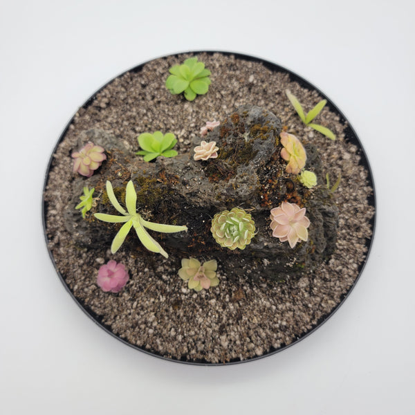 Mystery rock kit Pinguicula bundle