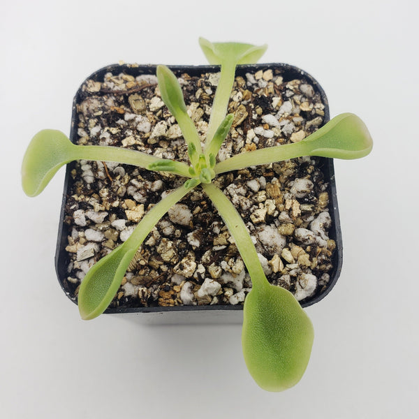 Pinguicula acuminata