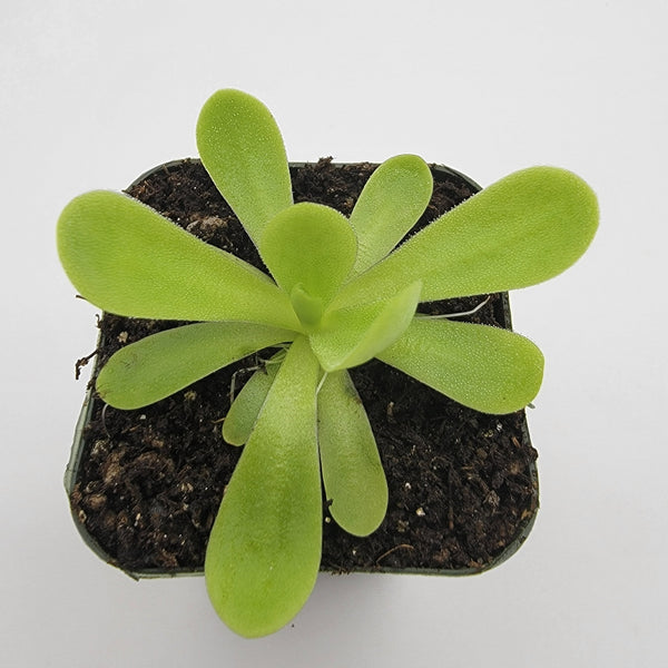 Pinguicula agnata 'True Blue'