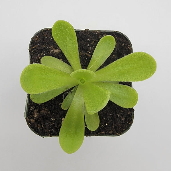 Pinguicula agnata 'True Blue'