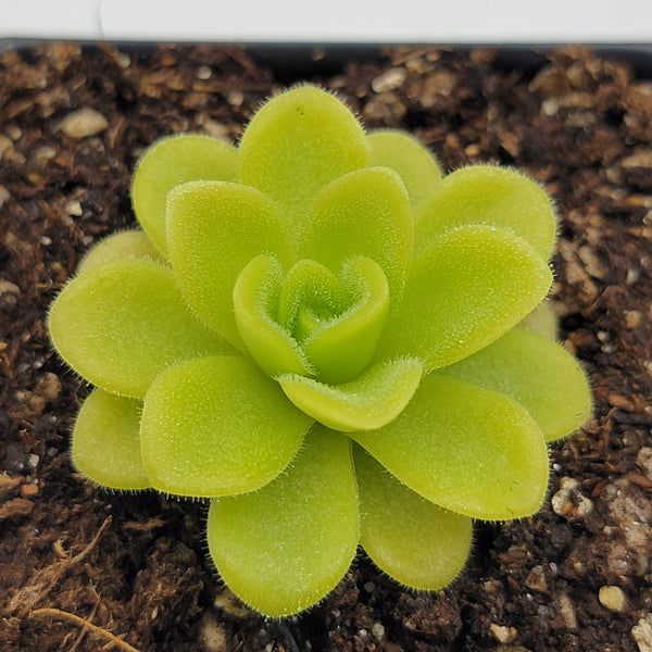 Pinguicula agnata 'True Blue'