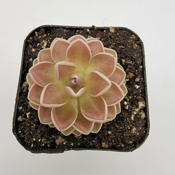 Pinguicula ehlersiae 'Victoria'