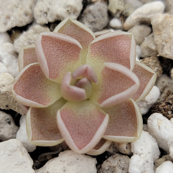 Pinguicula ehlersiae 'Victoria'