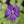 Pinguicula emarginata x cyclosecta