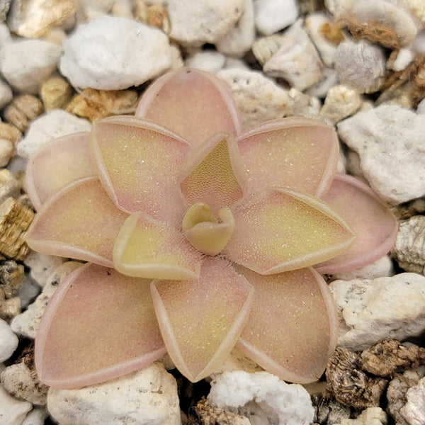 Pinguicula emarginata x jaumavensis