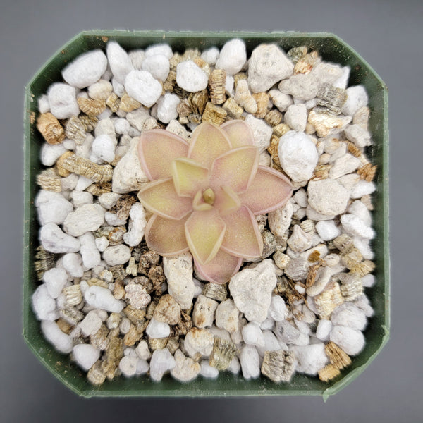 Pinguicula emarginata x jaumavensis