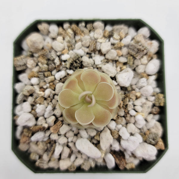 Pinguicula esseriana {Buena Vista}