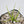 Pinguicula heterophylla