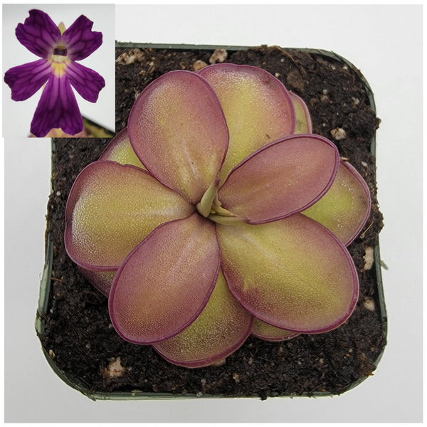 Pinguicula laueana CP2 x emarginata