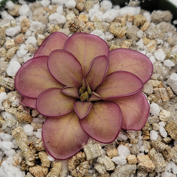 Pinguicula laueana CP2 x emarginata