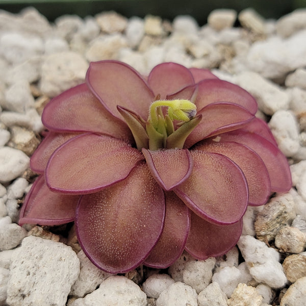 Pinguicula laueana CP2 x emarginata