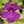 Pinguicula laueana x elizabethiae