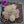 Pinguicula 