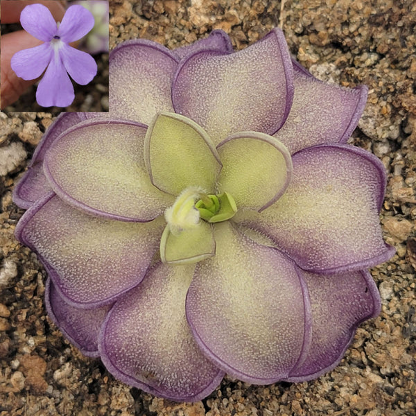 Pinguicula moranensis var. alba x cyclosecta