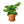 Pothos 'Golden'