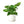 Pothos 'Golden'