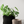 BUBBLY Planter