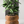 Double BUBBLES Planter
