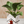Chinese Takeout Planter