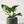 Orbis Planter