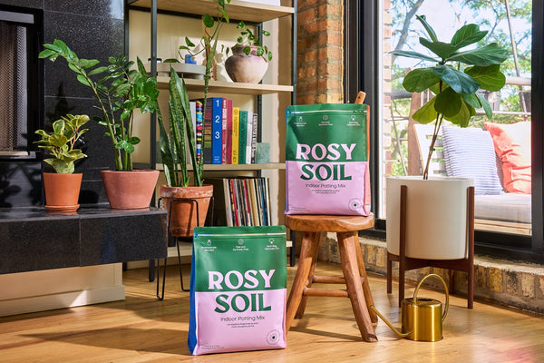 Rosy Indoor Potting Soil