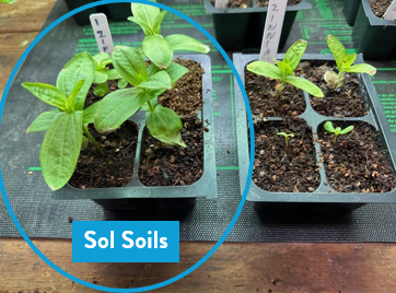 Seedling & Propagation Mix