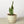 Snake Plant Laurentii
