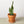 Snake Plant Laurentii