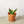 Snake Plant Laurentii Dwarf