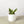 Snake Plant Laurentii Dwarf