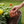 Organic Soil & Root Boost