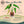 Cactus Gritty Mix