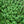 Thyme