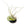 Fully Assembled Tillandsia Air Plant Dish Garden in Black Glazed Container