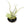 Fully Assembled Tillandsia Air Plant Dish Garden in Black Glazed Container