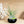 Fully Assembled Tillandsia Air Plant Dish Garden in Black Glazed Container