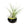 Fully Assembled Tillandsia Air Plant Dish Garden in Black Glazed Container