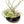 Fully Assembled Tillandsia Air Plant Dish Garden in Black Glazed Container