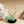 Fully Assembled Tillandsia Air Plant Dish Garden in Black Glazed Container
