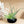 Fully Assembled Tillandsia Air Plant Dish Garden in Black Glazed Container