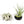 Fully Assembled Tillandsia Air Plant Dish Garden in Black Glazed Container