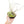 Fully Assembled Tillandsia Air Plant Dish Garden in Black Glazed Container