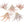 Large Tillandsia Capitata Peach Air Plants / 4-6 Inch Plants