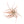 Large Tillandsia Capitata Peach Air Plants / 4-6 Inch Plants