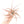 Large Tillandsia Capitata Peach Air Plants / 4-6 Inch Plants
