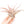 Large Tillandsia Capitata Peach Air Plants / 4-6 Inch Plants