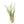 Tillandsia Caput Medusae Air Plants
