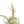 Tillandsia Curly Slim (T. Intermedia x T. Streptophylla) Air Plant