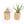 Set of 2 Large Driftwood Containers with Custom Tillandsia Air Plants