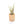 Large Driftwood Container - Choose Your Custom Tillandsia Air Plant
